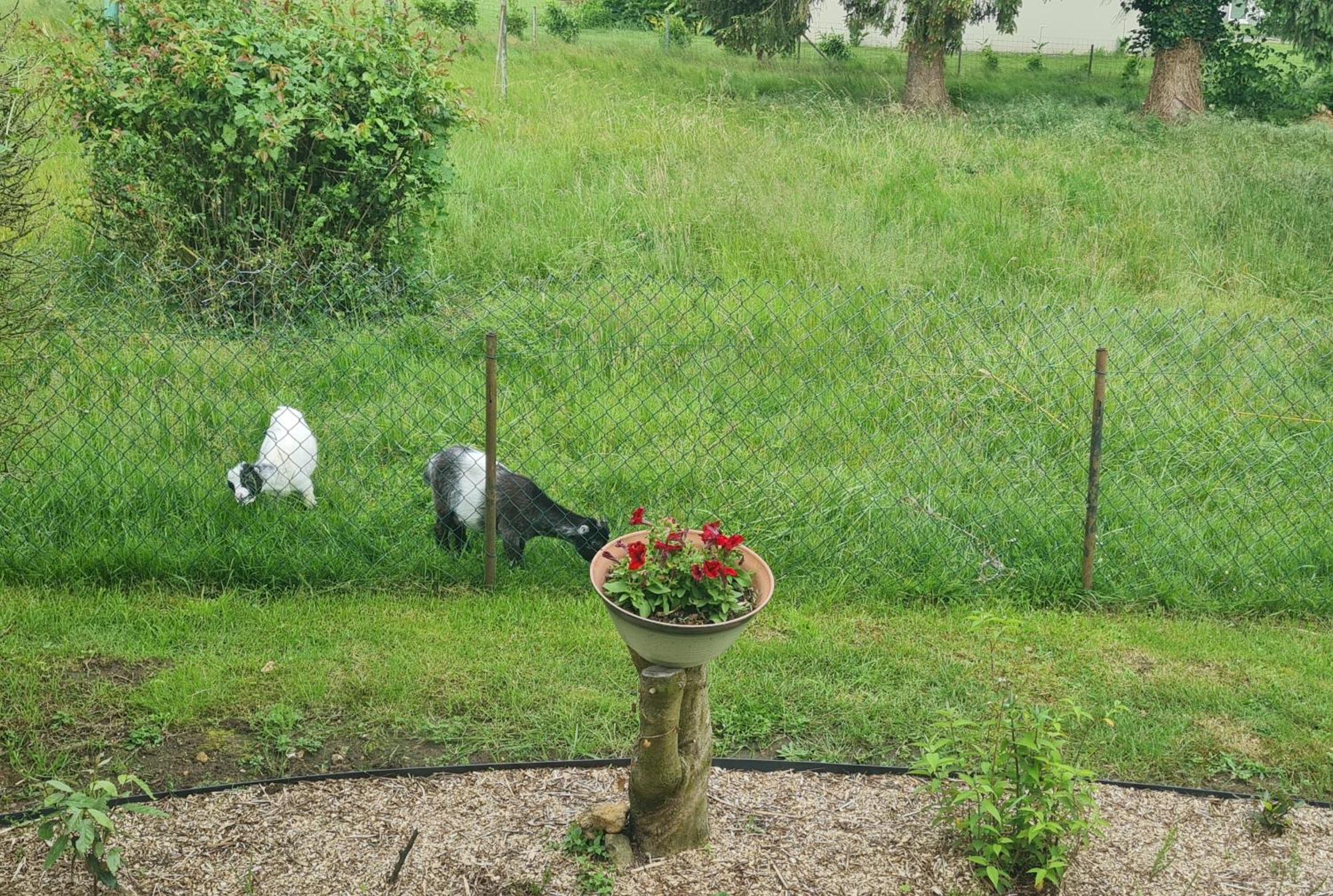 Maison Campagne Detente Thorigné-sur-Dué Buitenkant foto